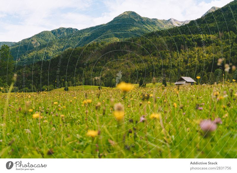 Small flowers on meadow Meadow Hill Flower Green Grass Yellow Nature Landscape Summer Field Beautiful Landing Sunbeam Rural Environment Sunlight Plant Bright