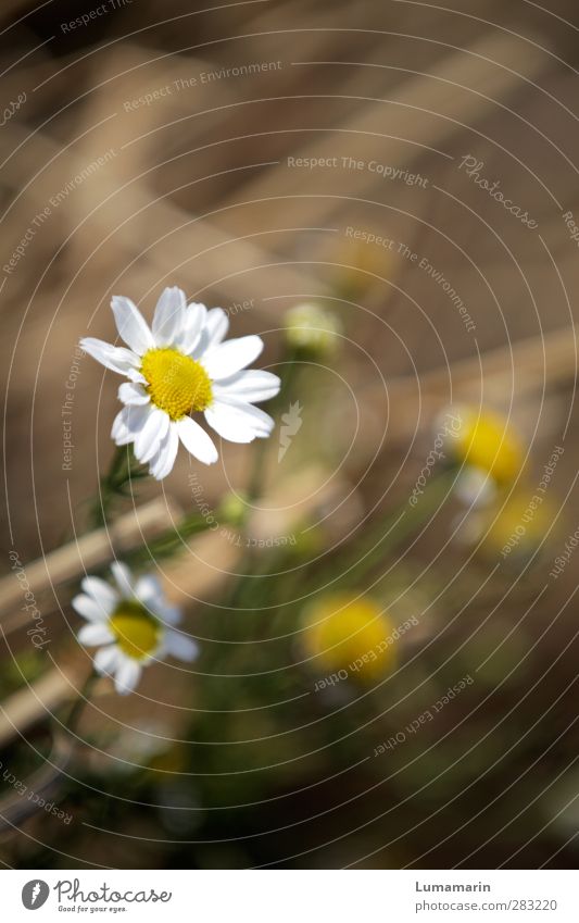 little pleasures Environment Nature Plant Earth Summer Flower Daisy Field Blossoming Simple Beautiful Small Near Natural Moody Happiness Happy Modest Discovery