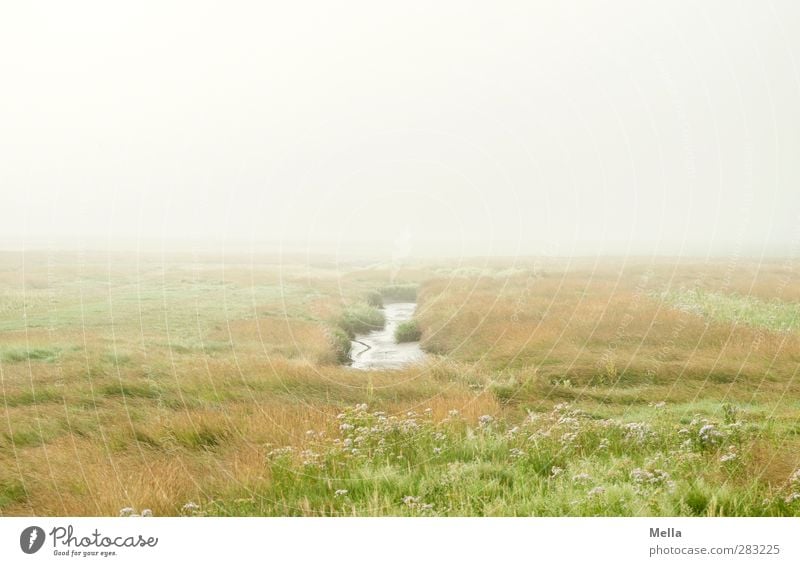 The way I am Environment Nature Landscape Water Fog Meadow Coast North Sea Salt meadow Koog grove Wet meadow Bright Gloomy Gray Green Moody Horizon Idyll Calm