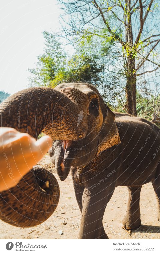 Big elephant standing Elephant Nature big Wild Animal Park wildlife Mammal Natural Vacation & Travel Chiangmai Skin Safari Cute Power Wilderness Zoo Tourism