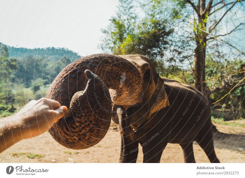 Big elephant standing Elephant Nature big Wild Animal Park wildlife Mammal Natural Vacation & Travel Chiangmai Skin Safari Cute Power Wilderness Zoo Tourism