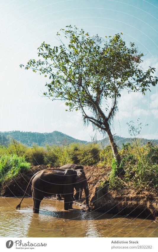 Big elephant standing in water Elephant Nature big Wild Animal Water Park wildlife Mammal Natural Vacation & Travel Chiangmai Skin Safari Cute Power Wilderness