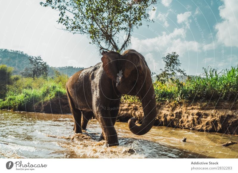 Big elephant standing in water Elephant Nature big Wild Animal Water Park wildlife Mammal Natural Vacation & Travel Chiangmai Skin Safari Cute Power Wilderness