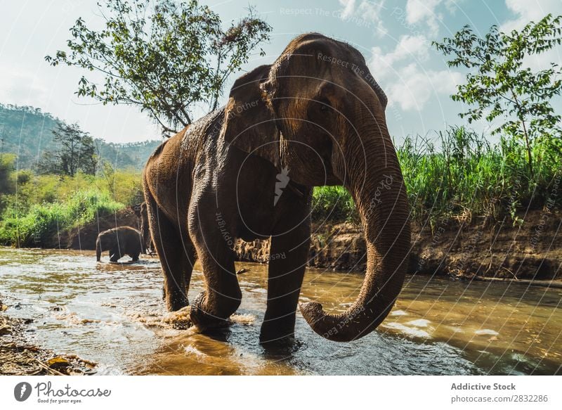 Big elephant standing in water Elephant Nature big Wild Animal Water Park wildlife Mammal Natural Vacation & Travel Chiangmai Skin Safari Cute Power Wilderness