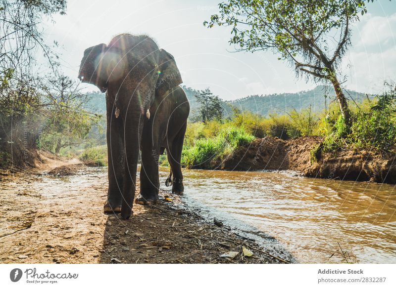 Big elephant standing in water Elephant Nature big Wild Animal Water Park wildlife Mammal Natural Vacation & Travel Chiangmai Skin Safari Cute Power Wilderness