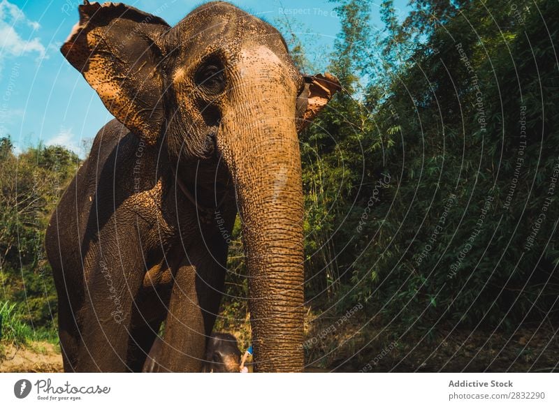 Big elephant standing Elephant Nature big Wild Animal Park wildlife Mammal Natural Vacation & Travel Chiangmai Skin Safari Cute Power Wilderness Zoo Tourism