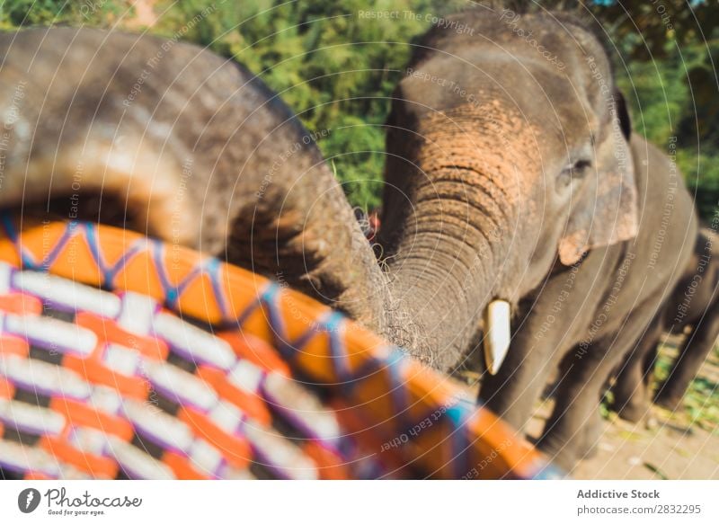 Elephant pulling trunk for treat Nature big Wild Animal Park Trunk Basket treats wildlife Mammal Natural Vacation & Travel Chiangmai Skin Safari Cute Power