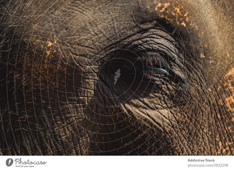 Big elephant with eye closed Elephant Nature big Wild Animal Eyes Closed Close-up Park wildlife Mammal Natural Vacation & Travel Chiangmai Skin Safari Cute