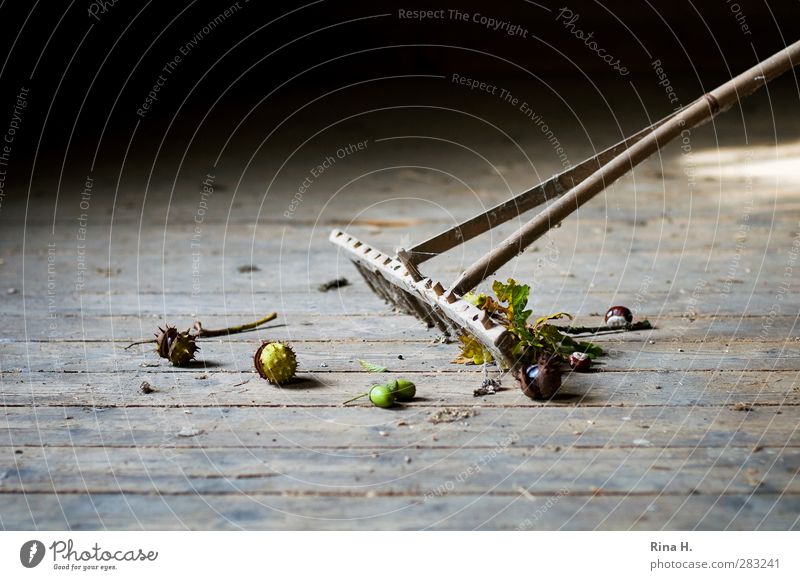 Autumn Still VIII Rake Work and employment Old Authentic Pure Chestnut Acorn Cleaning Wooden floor Autumnal Sweep Subdued colour Interior shot Deserted Light