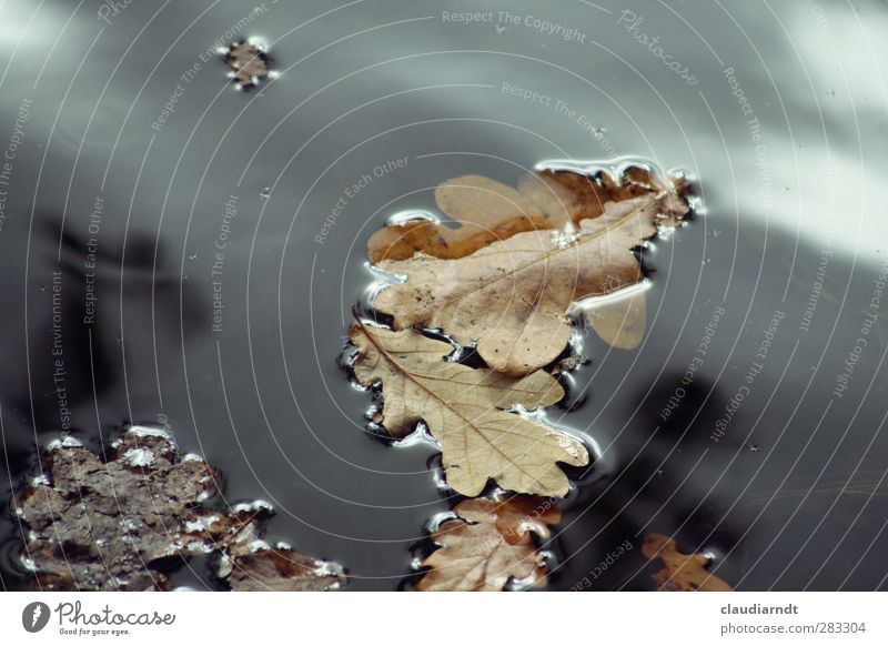 water oak Environment Nature Plant Water Autumn Leaf Oak leaf Pond Swimming & Bathing Old Dry Autumn leaves Autumnal Puddle Surface tension Go under Calm