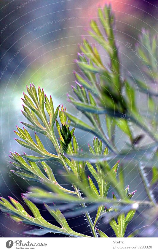 carrot romanticism carrot green Carrot differently Vegetable garden Agricultural crop carrots organic vegetables Vegetable farming Vegetarian diet