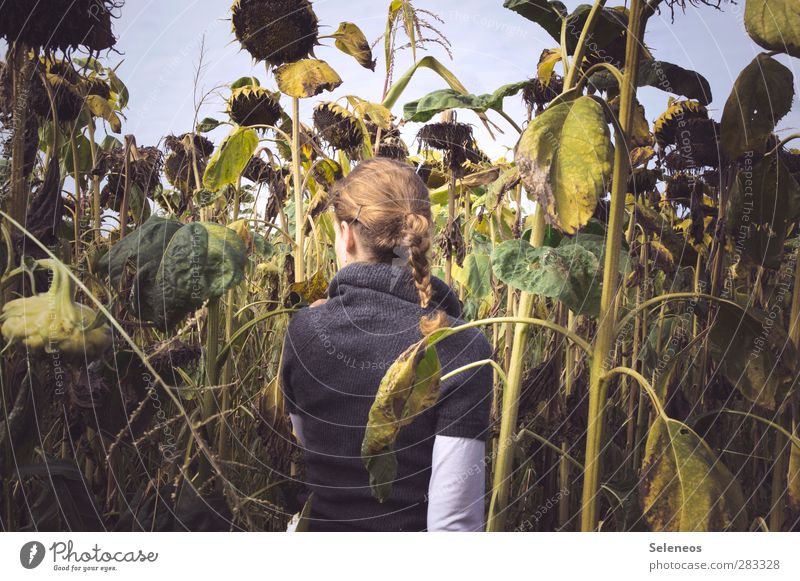 Semichki Food Sunflower seed Sunflower field Human being Feminine Woman Adults 1 Environment Nature Sky Autumn Plant Flower Leaf Blossom Agricultural crop