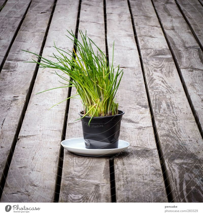 Caught in plastic | potted garlic Plant Agricultural crop Terrace Wood Touch To dry up Growth Plastic Plastic cup Captured Chives Herbs and spices