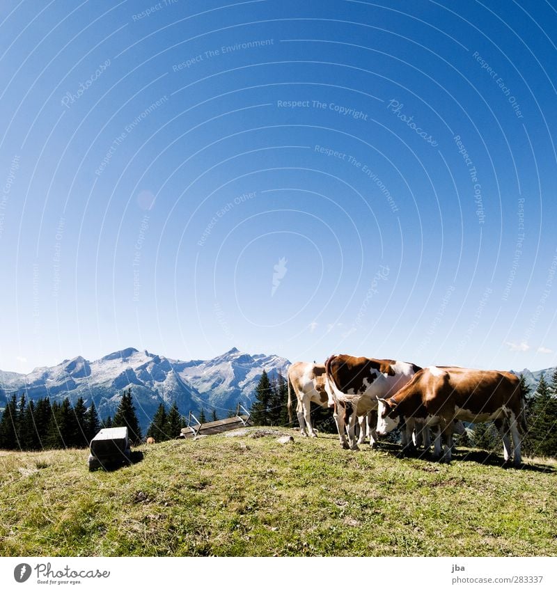 stand around Contentment Trip Freedom Summer Mountain Hiking Nature Landscape Animal Air Autumn Beautiful weather Grass Meadow Rock Alps oldenhorn Peak