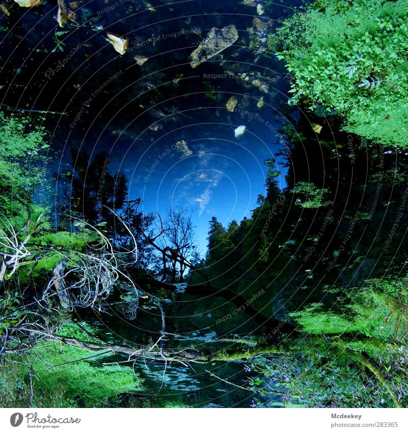 Mirror, mirror on the wall,... Environment Nature Landscape Plant Water Cloudless sky Summer Beautiful weather Tree Grass Moss Leaf Forest Bog Marsh Pond