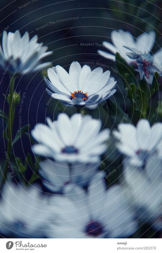 midnight formula Environment Nature Plant Flower Wild plant Garden Fragrance Dark Colour photo Exterior shot Close-up Detail Macro (Extreme close-up) Night