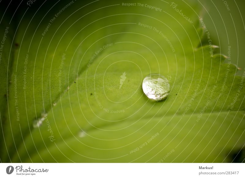 tears from heaven Nature Drops of water Plant Leaf Foliage plant Garden Beautiful Soft Green Peace Calm Attachment Colour photo Exterior shot Detail