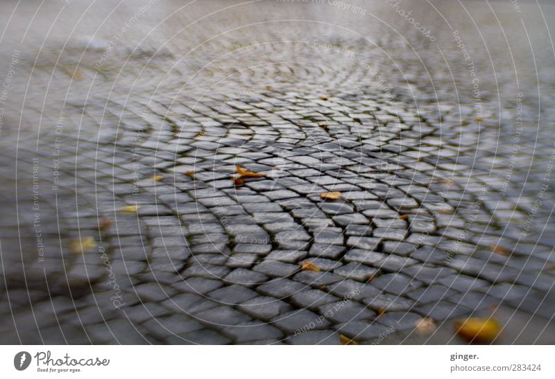 UT Cologne Dä! Pavilions. Environment Gray Cobbled pathway Pave Paving stone Curved Blur Wet Leaf Broken Adhesive plaster Cobblestones Colour photo