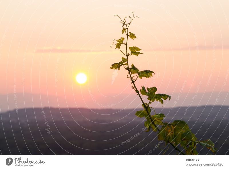 sunset wine Environment Nature Landscape Sky Horizon Sun Sunrise Sunset Autumn Climate Weather Plant Bushes Agricultural crop Hill Mountain Illuminate Growth