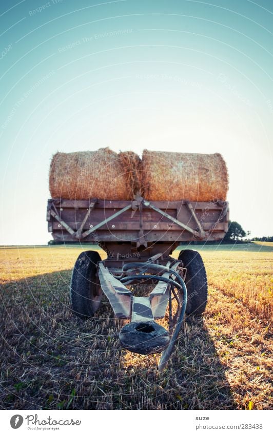 More affectionate seeks companion Grain Summer Agriculture Forestry Environment Nature Landscape Sky Horizon Beautiful weather Warmth Agricultural crop Field