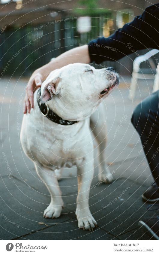 gourmet Animal Pet Dog 1 To enjoy Playing Colour photo Exterior shot Day Sunlight Deep depth of field Worm's-eye view Animal portrait