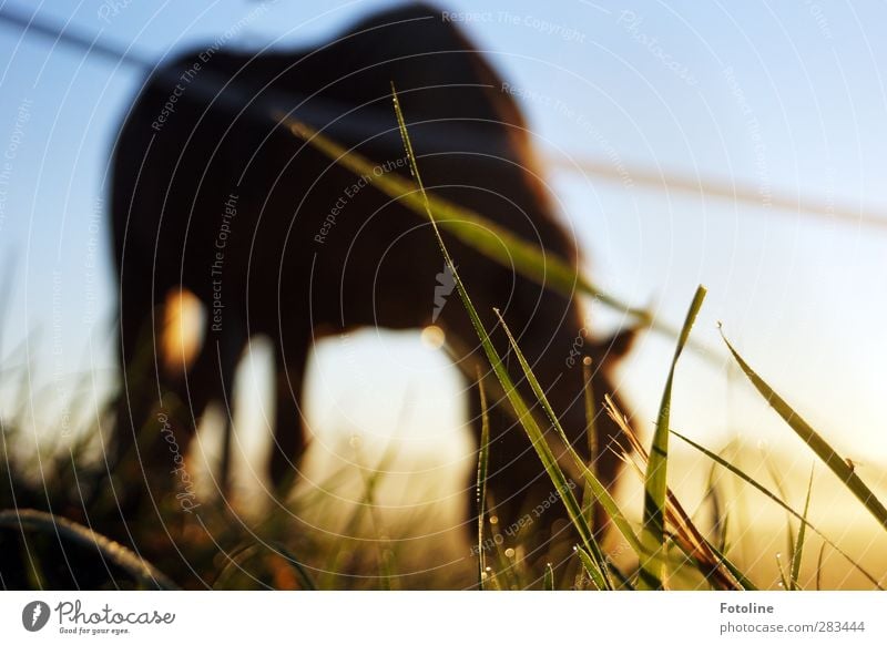 blade of grass in danger Environment Nature Plant Animal Elements Water Drops of water Sky Cloudless sky Autumn Grass Meadow Pet Horse Fresh Bright Wet Pasture