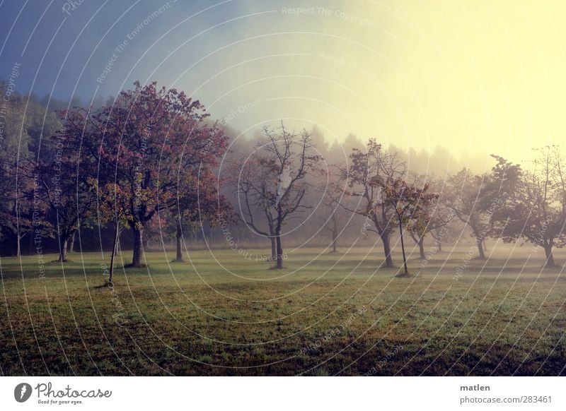 Silence in the orchard Landscape Clouds Summer Beautiful weather Fog Tree Blue Green White Fruit garden Apple tree Fog bank Meadow Colour photo Exterior shot