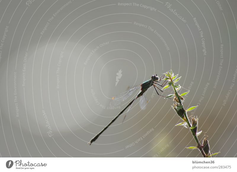 sit and wait Nature Animal Wild animal Dragonfly Dragonfly wings Compound eye Flying Looking Sit Exotic Green Elegant Lakeside Pond Natural Free Ease Sunbathing