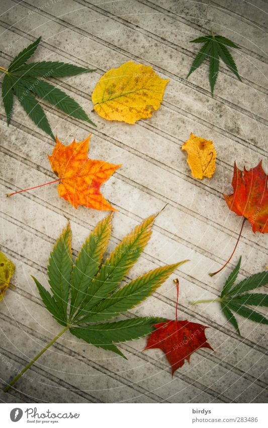 It autumn Plant Autumn Hemp Leaf Garden table Illuminate Esthetic Exceptional Multicoloured Vice Joy To enjoy Uniqueness Transience Autumn leaves