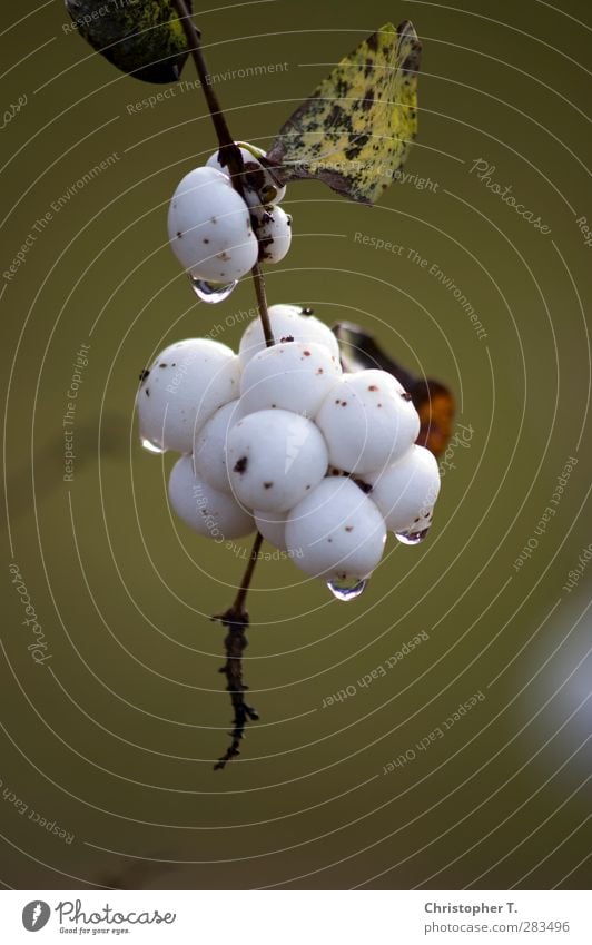 Untitled #6 Environment Nature Plant Water Drops of water Autumn Bushes Foliage plant Garden Park White Calm Colour photo Exterior shot Close-up Detail Deserted