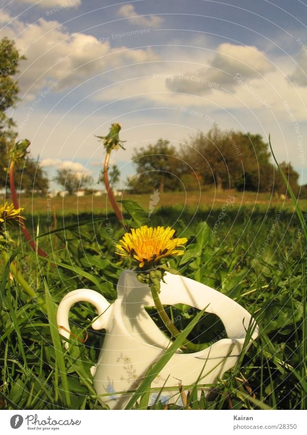 broken ... who cares? Dandelion Flower Cup Broken Meadow Summer Light Bright Colours martin michel kairan