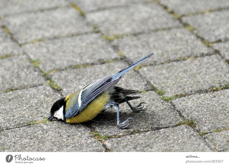 Crashed great tit Tit mouse dead Bird Lie Claw Exhaustion Fiasco Death Survive Nosedive Crash landing belly landing Paving stone Cobbled pathway sad