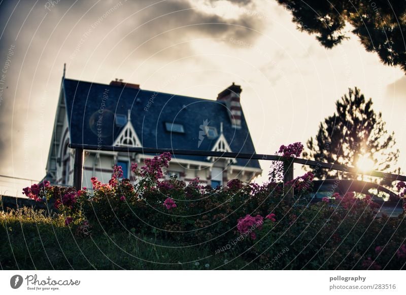 live in an idyllic setting Nature Sky Clouds Sun Summer Beautiful weather Plant Tree Flower Grass Bushes Leaf Blossom Garden Meadow France Outskirts