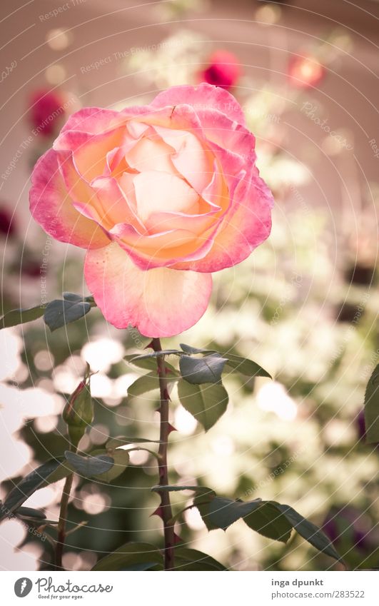 200! scent of roses Environment Nature Plant Summer Rose Leaf Blossom Wild plant Garden Park Beautiful Friendship Love Relationship Colour photo Exterior shot