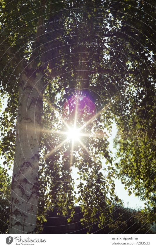 tree hugger Environment Nature Plant Tree Leaf Birch tree Illuminate Bright Natural Green Colour photo Exterior shot Detail Deserted Light Sunlight Sunbeam