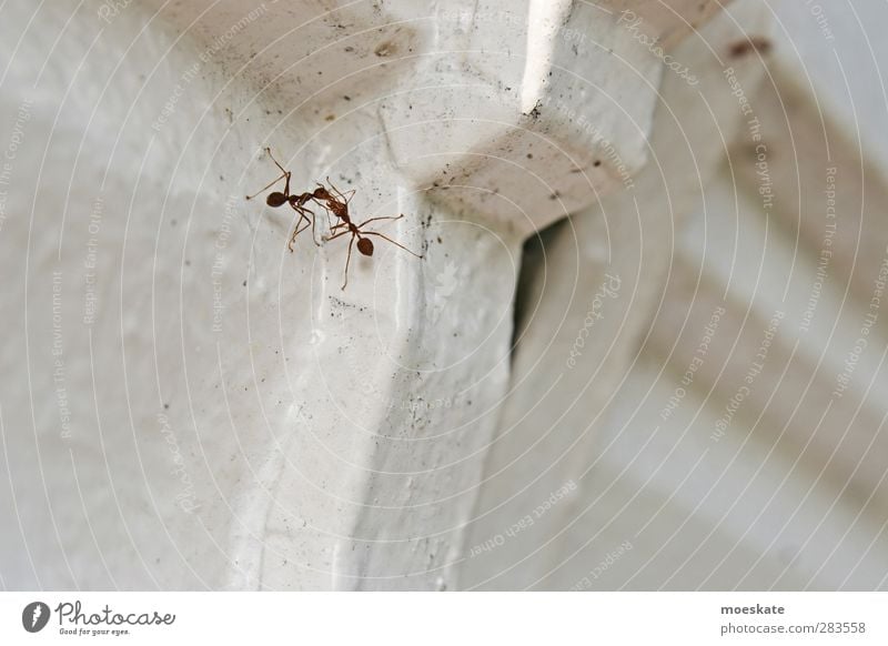 kiss Flirt Animal Ant 2 Pair of animals Kissing Together Emotions Happy Passion Sympathy Friendship Love Love of animals Infatuation Romance Colour photo