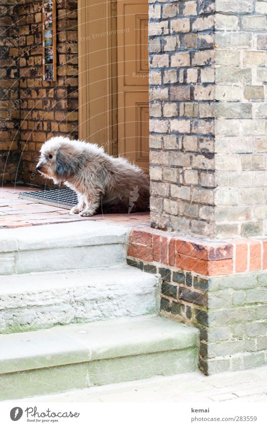 AST5 | Gatekeeper House (Residential Structure) Church Wall (barrier) Wall (building) Stairs Facade Door Animal Pet Dog Pelt 1 Looking Sit Sadness Reluctance