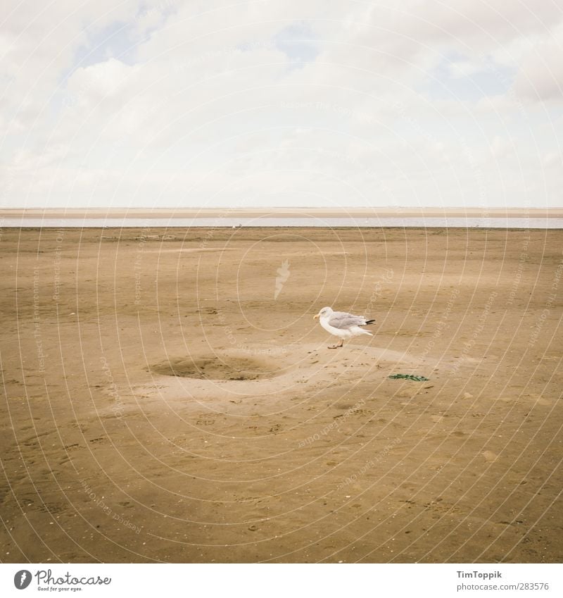 Common black-backed gull (Chroicocephalus lacunae) Beach Nature Seagull Black-headed gull  Sand Hollow Sandy beach Animal Bird Sea bird Langeoog North Sea