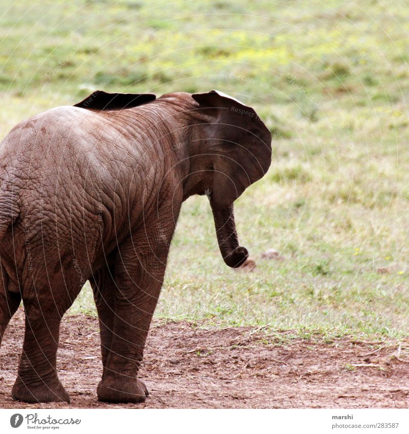 When I grow up... Animal Wild animal 1 Baby animal Brown Elephant skin Elefantears Baby elefant Safari South Africa Freedom Wilderness Colour photo