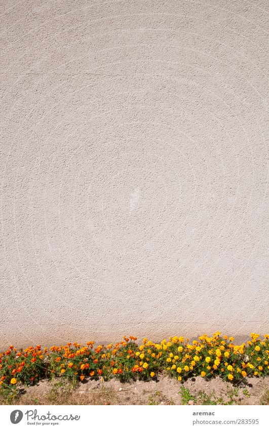 orderliness Plant Flower Grass Wall (barrier) Wall (building) Facade Clean Gray Conscientiously Calm Empty Colour photo Exterior shot Abstract Deserted