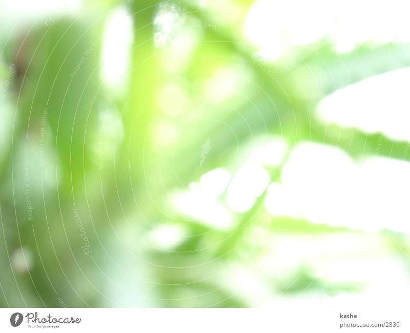 window sill04 Aloe Plant Green Window board Blur Light