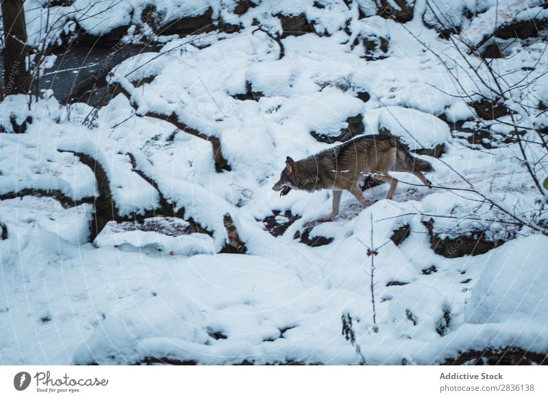 Wolf running on snow Snow Running Winter predator wildlife Mammal Nature Animal Dog Natural gray wolf Carnivore Living thing Movement Wild Beauty Photography