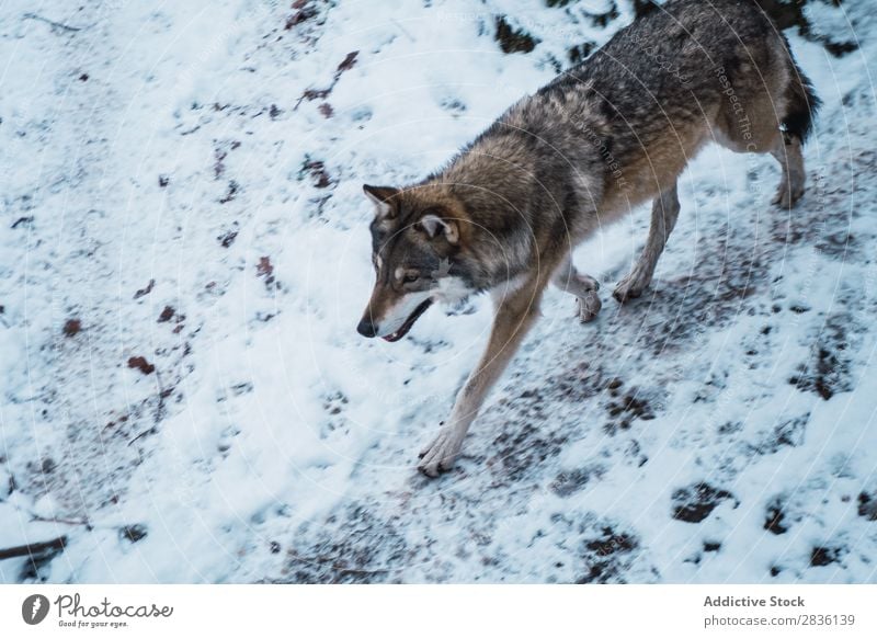 Wolf running on snow Snow Running Winter predator wildlife Mammal Nature Animal Dog Natural gray wolf Carnivore Living thing Movement Wild Beauty Photography