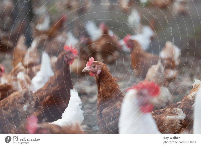 A lot of cocks in the basket. Animal Wild animal Wing Group of animals Rutting season Crouch Poultry farm Crest Rooster Feather Barn fowl Colour photo