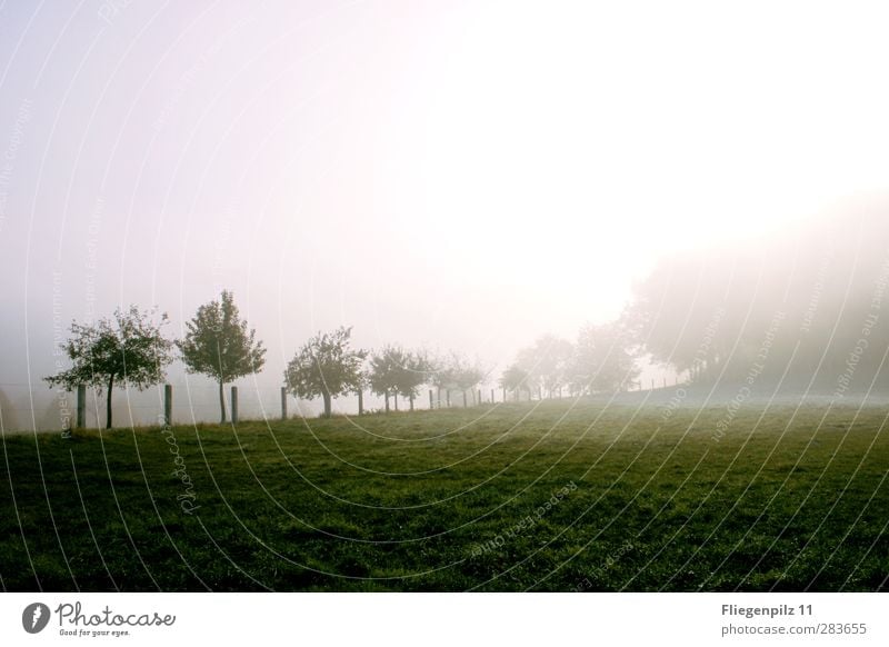 morning mood Environment Nature Landscape Earth Sun Weather Fog Ice Frost Plant Tree Grass Foliage plant Park Meadow Exceptional Dark Cold Green Moody Attentive