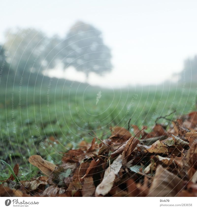 There's got to be something after ... Environment Nature Plant Cloudless sky Autumn Tree Grass Bushes Leaf Garden Meadow Old Faded To dry up Growth Cold Gloomy