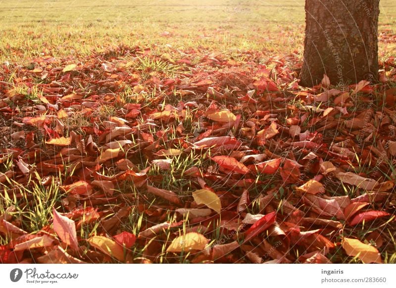 autumn leaves Nature Plant Earth Autumn Climate Weather Tree Grass Leaf Tree trunk Autumn leaves Early fall Autumnal colours Meadow Illuminate Warmth Brown