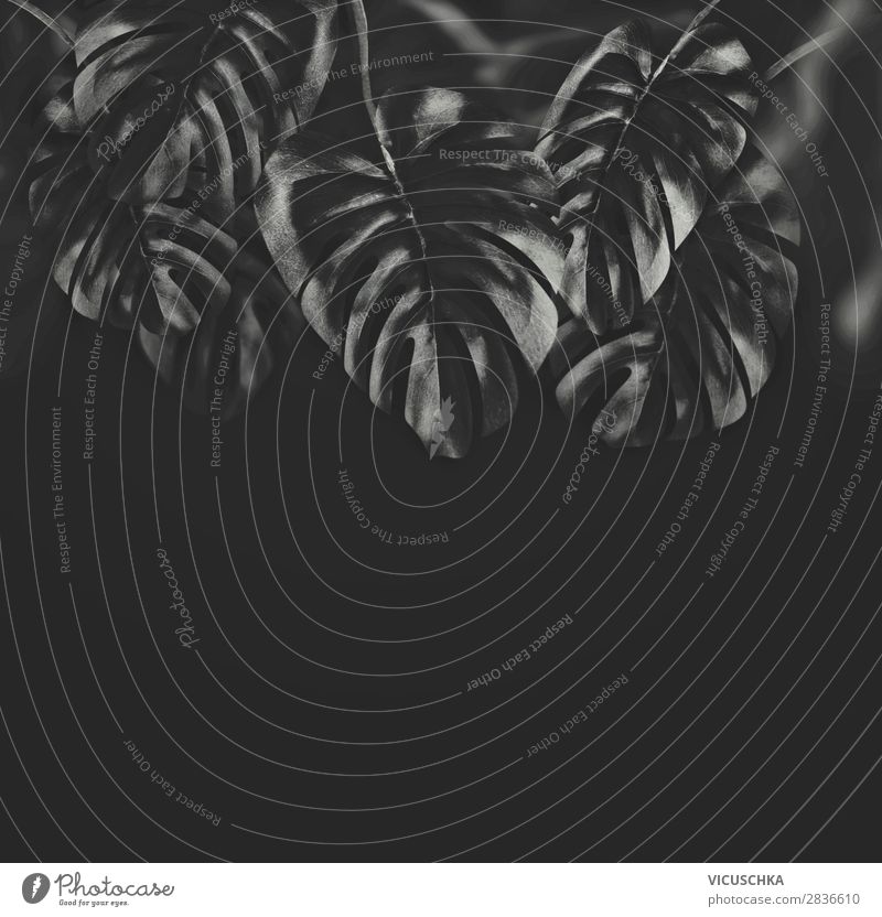 Black tropical leaves on black Design Nature Plant Leaf Background picture Tropical Monstera Colour photo Studio shot Copy Space bottom