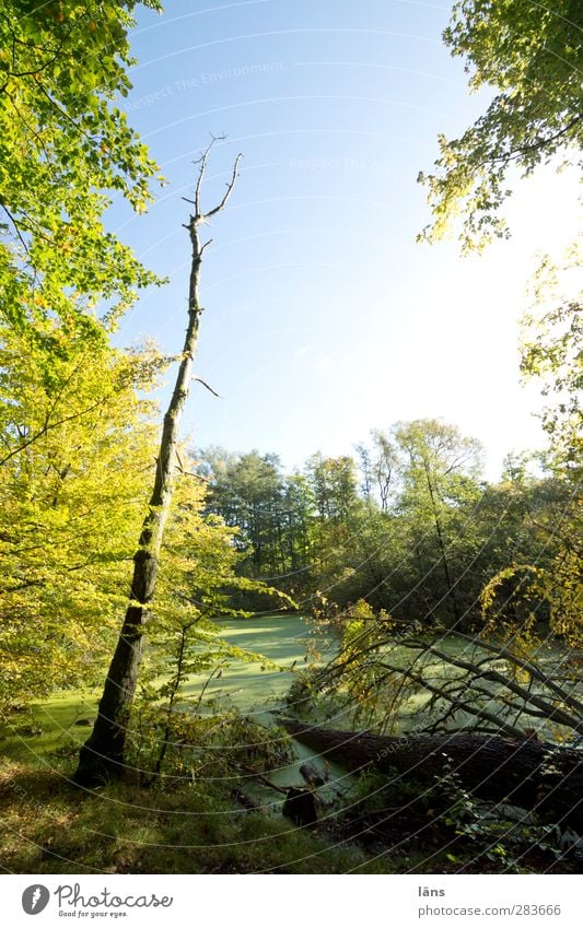 entengrützelichtung Nature Landscape Plant Sky Tree Wild plant Forest Blue Green Uniqueness Apocalyptic sentiment Virgin forest Growth Primordial Colour photo