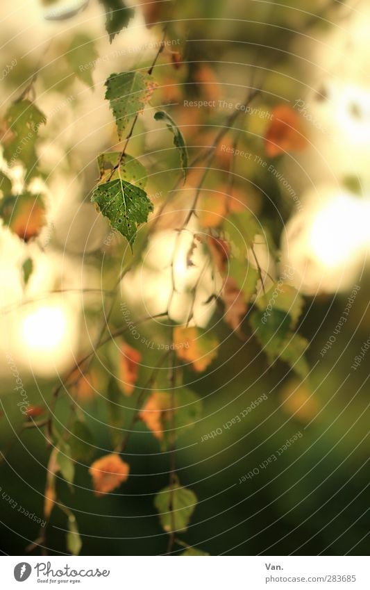 hang out Nature Plant Autumn Tree Leaf Birch tree Twig Green Red Colour photo Multicoloured Exterior shot Deserted Day Light Light (Natural Phenomenon) Sunlight